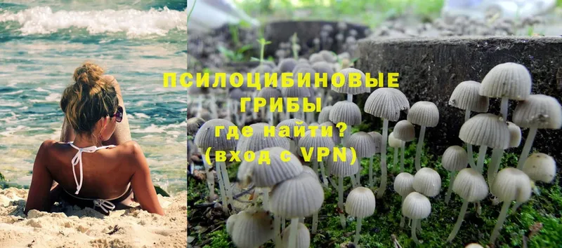 сколько стоит  Дегтярск  Псилоцибиновые грибы Magic Shrooms 